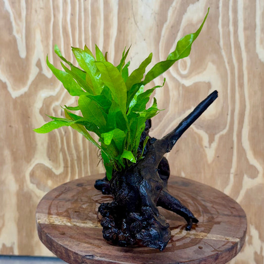 Scapeshop.com.au One Only Double Indo Microsorum Driftwood Creation - One Only - Sensational Double Indo Microsorum Driftwood Creation - One Only - Sensational