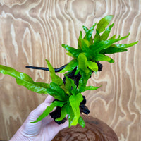 Scapeshop.com.au One Only Double Indo Microsorum Driftwood Creation - One Only - Sensational Double Indo Microsorum Driftwood Creation - One Only - Sensational
