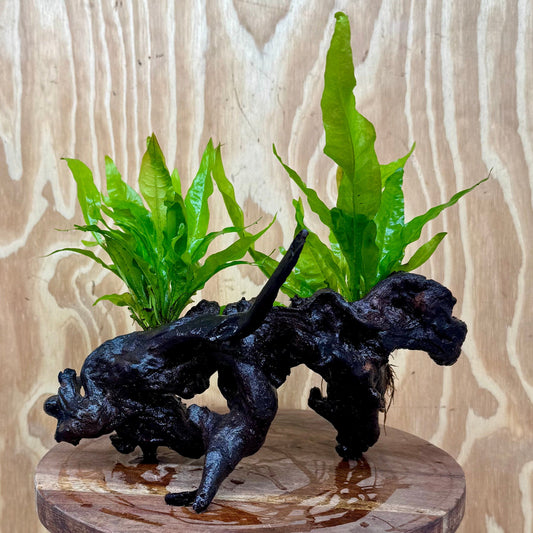 Scapeshop.com.au One Only Double Indo Microsorum Driftwood Creation - One Only - Sensational Double Indo Microsorum Driftwood Creation - One Only - Sensational