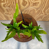 Scapeshop.com.au One Only Double Indo Microsorum Driftwood Creation - One Only - Sensational Double Indo Microsorum Driftwood Creation - One Only - Sensational