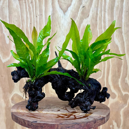 Scapeshop.com.au One Only Double Indo Microsorum Driftwood Creation - One Only - Sensational Double Indo Microsorum Driftwood Creation - One Only - Sensational