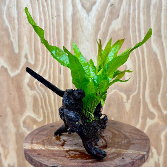 Scapeshop.com.au One Only Double Indo Microsorum Driftwood Creation - One Only - Sensational Double Indo Microsorum Driftwood Creation - One Only - Sensational