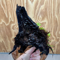 Scapeshop.com.au One Only Double Indo Microsorum Driftwood Creation - One Only - Sensational Double Indo Microsorum Driftwood Creation - One Only - Sensational