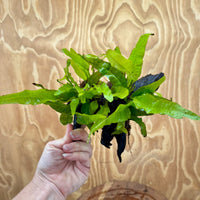 Scapeshop.com.au One Only Double Indo Microsorum Driftwood Creation - One Only - Sensational Double Indo Microsorum Driftwood Creation - One Only - Sensational