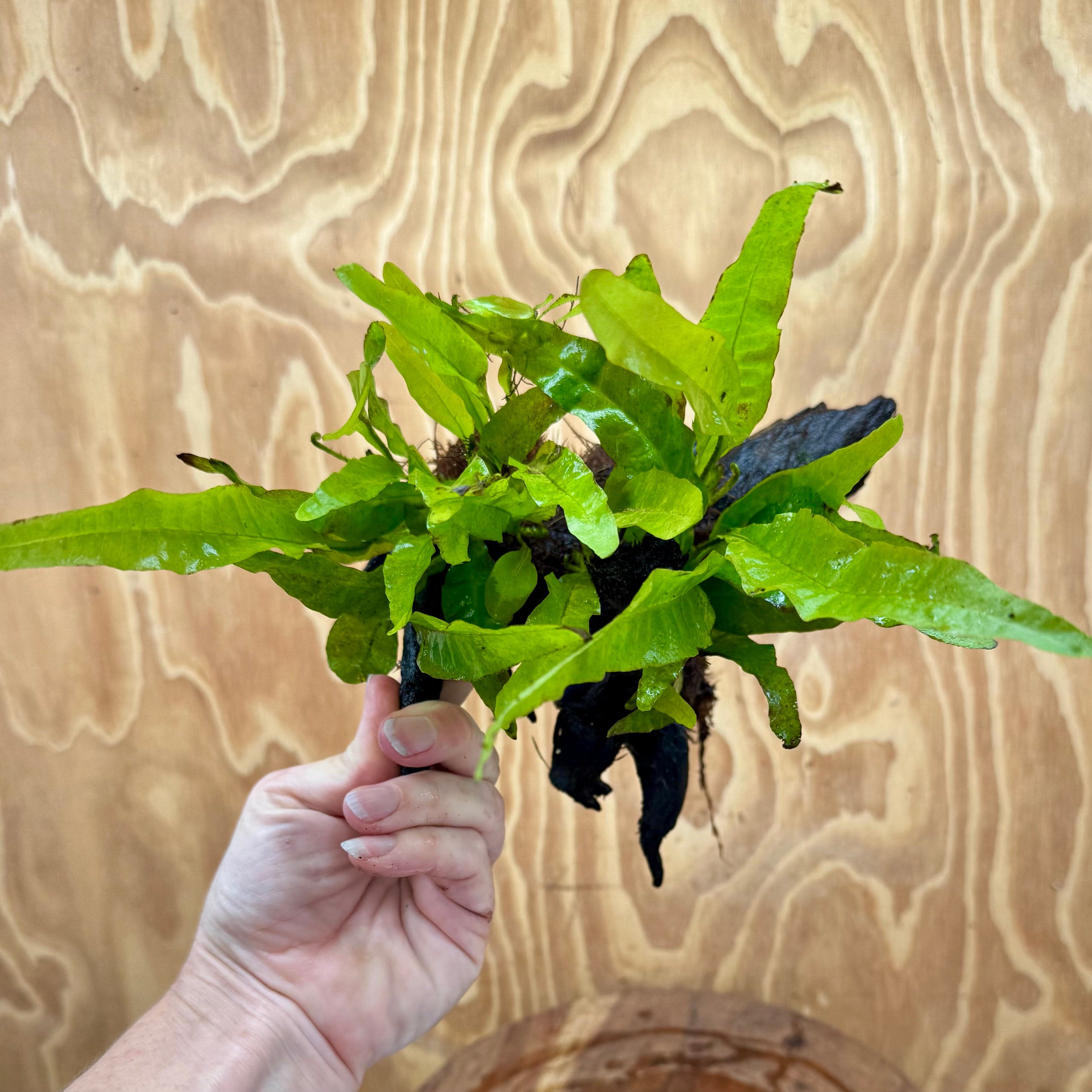 Scapeshop.com.au One Only Double Indo Microsorum Driftwood Creation - One Only - Sensational Double Indo Microsorum Driftwood Creation - One Only - Sensational