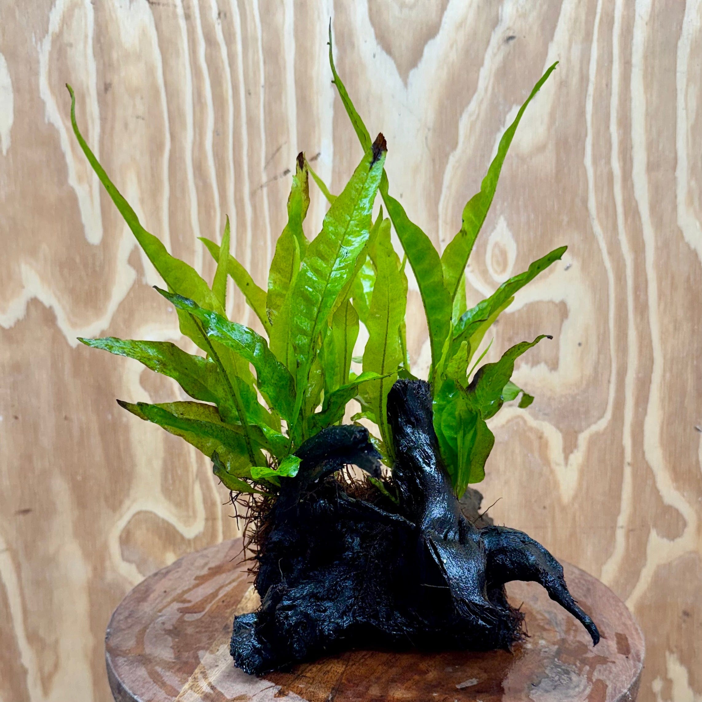 Scapeshop.com.au One Only Double Indo Microsorum Driftwood Creation - One Only - Sensational Double Indo Microsorum Driftwood Creation - One Only - Sensational