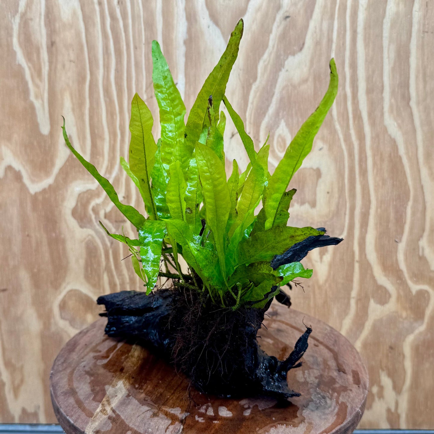 Scapeshop.com.au One Only Double Indo Microsorum Driftwood Creation - One Only - Sensational Double Indo Microsorum Driftwood Creation - One Only - Sensational