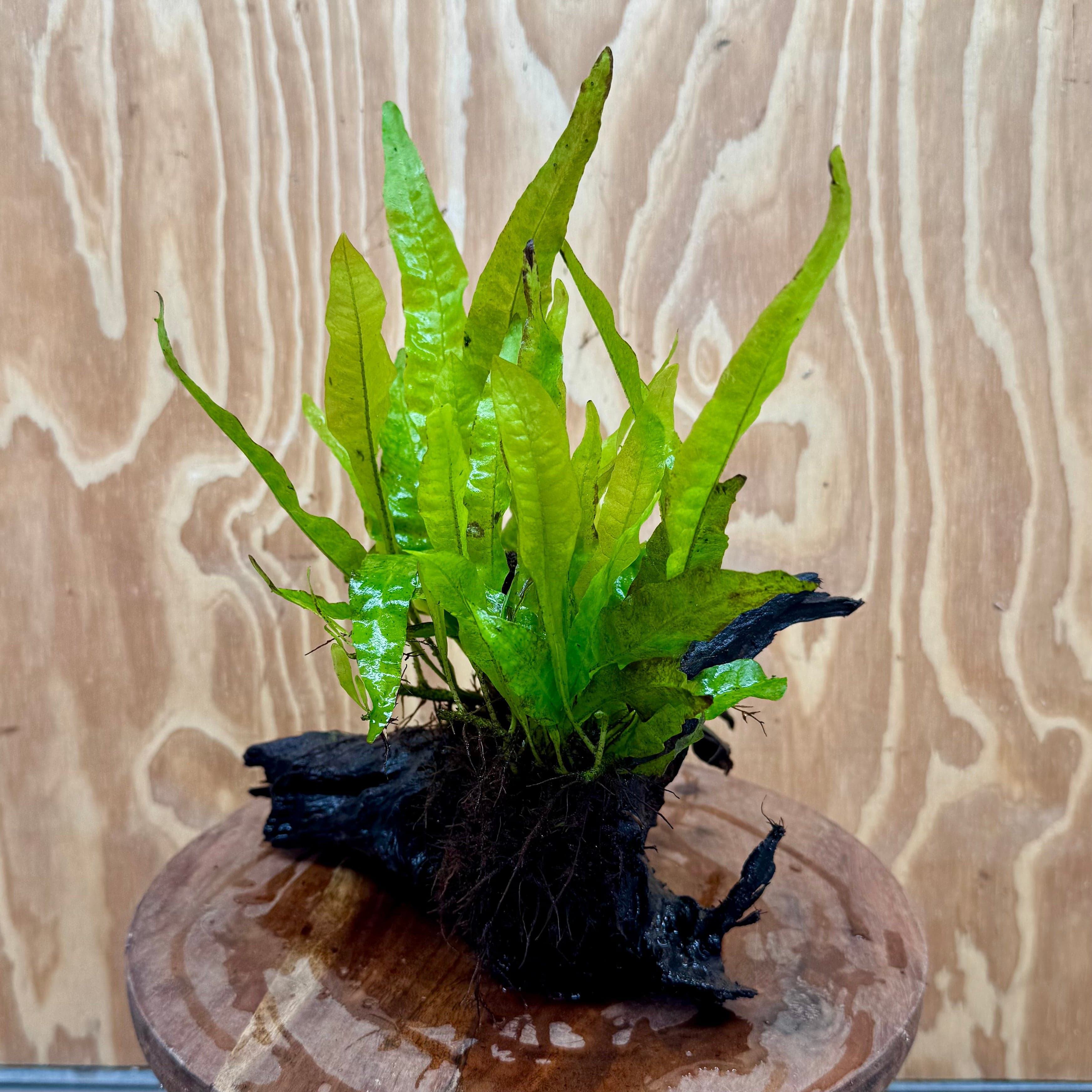 Scapeshop.com.au One Only Double Indo Microsorum Driftwood Creation - One Only - Sensational Double Indo Microsorum Driftwood Creation - One Only - Sensational