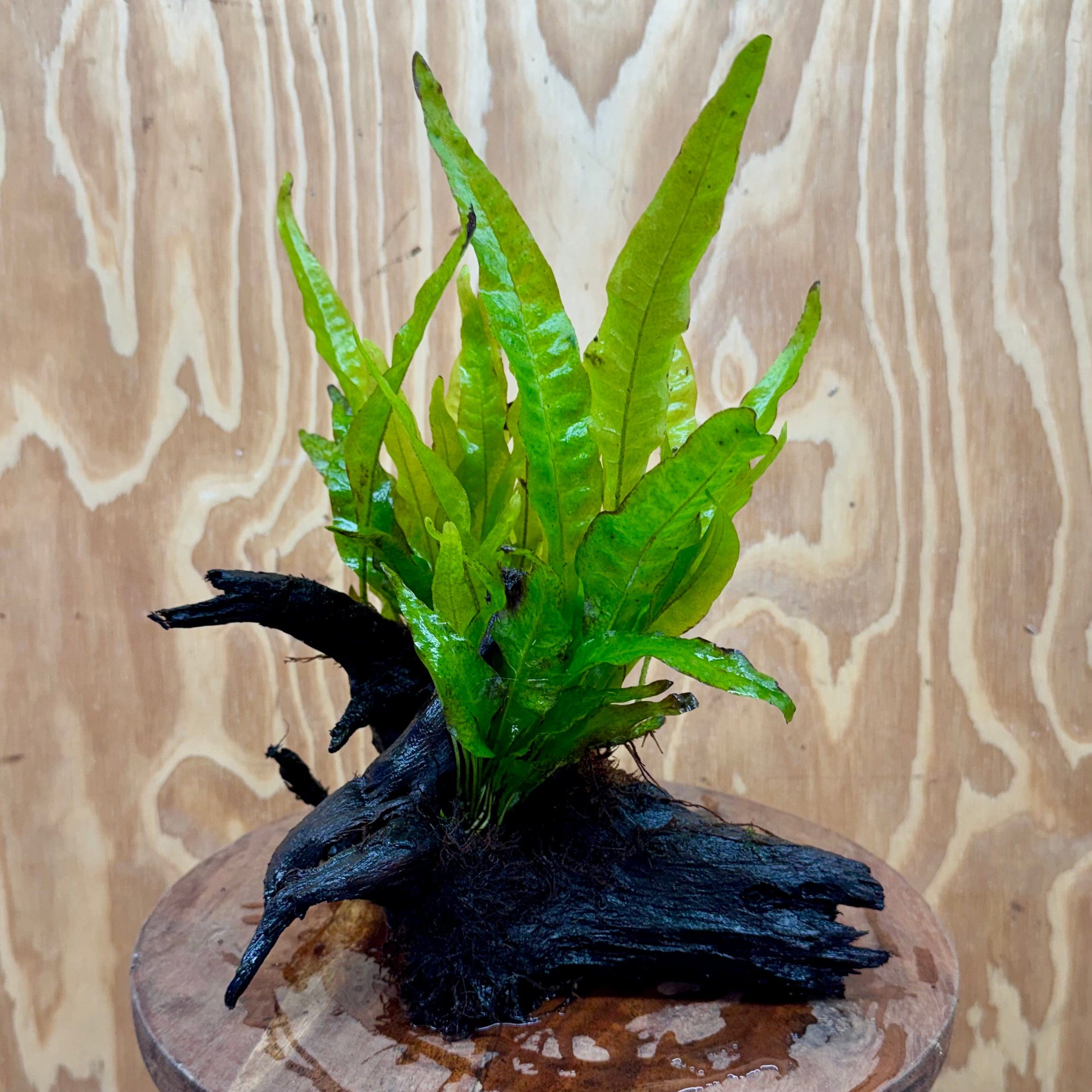 Scapeshop.com.au One Only Double Indo Microsorum Driftwood Creation - One Only - Sensational Double Indo Microsorum Driftwood Creation - One Only - Sensational