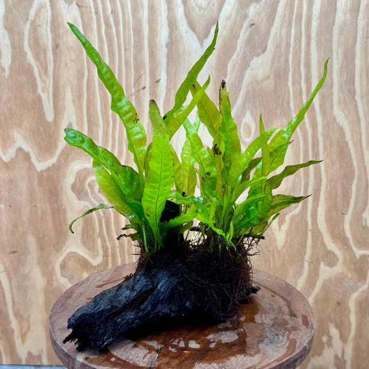 Scapeshop.com.au One Only Double Indo Microsorum Driftwood Creation - One Only - Sensational Double Indo Microsorum Driftwood Creation - One Only - Sensational