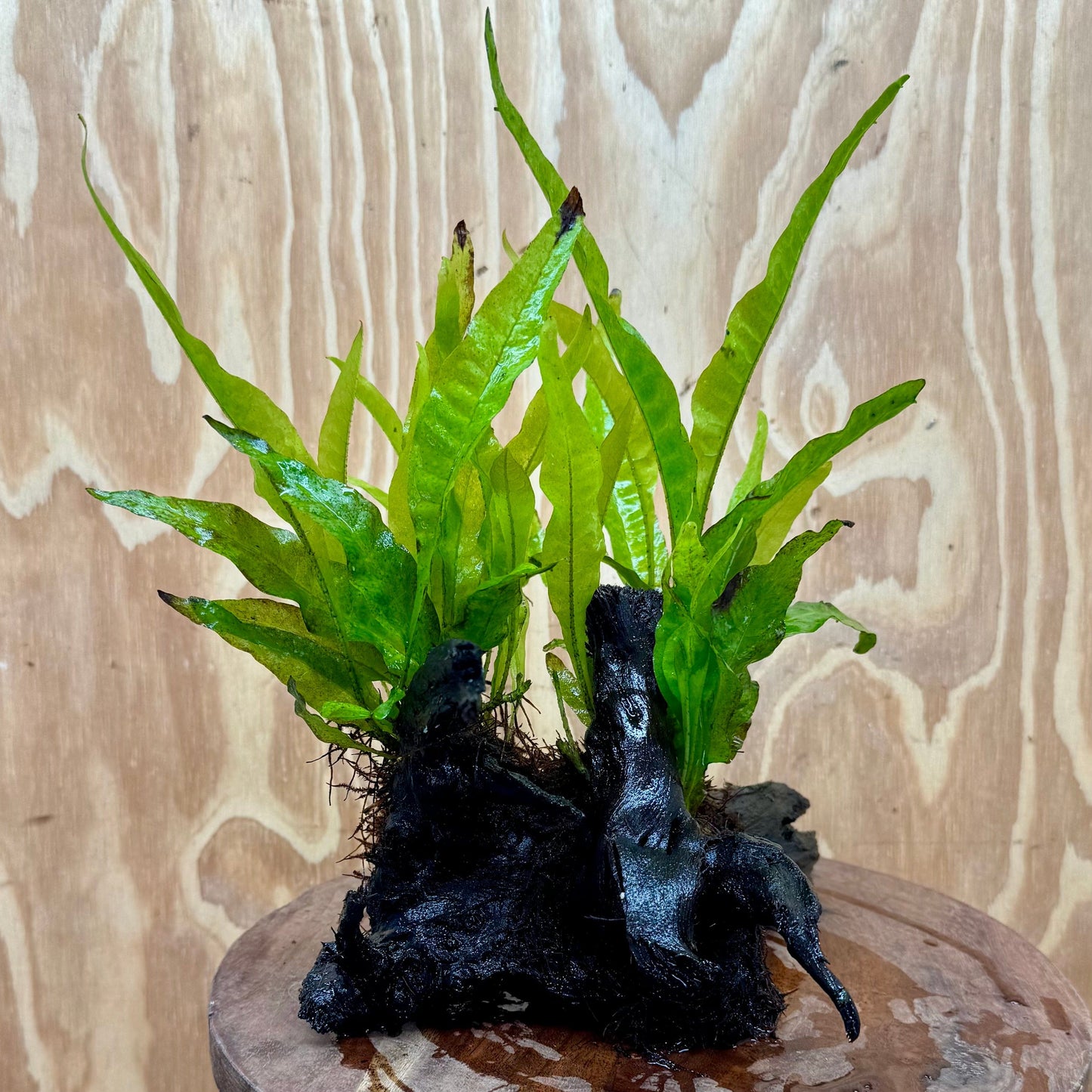 Scapeshop.com.au One Only Double Indo Microsorum Driftwood Creation - One Only - Sensational Double Indo Microsorum Driftwood Creation - One Only - Sensational