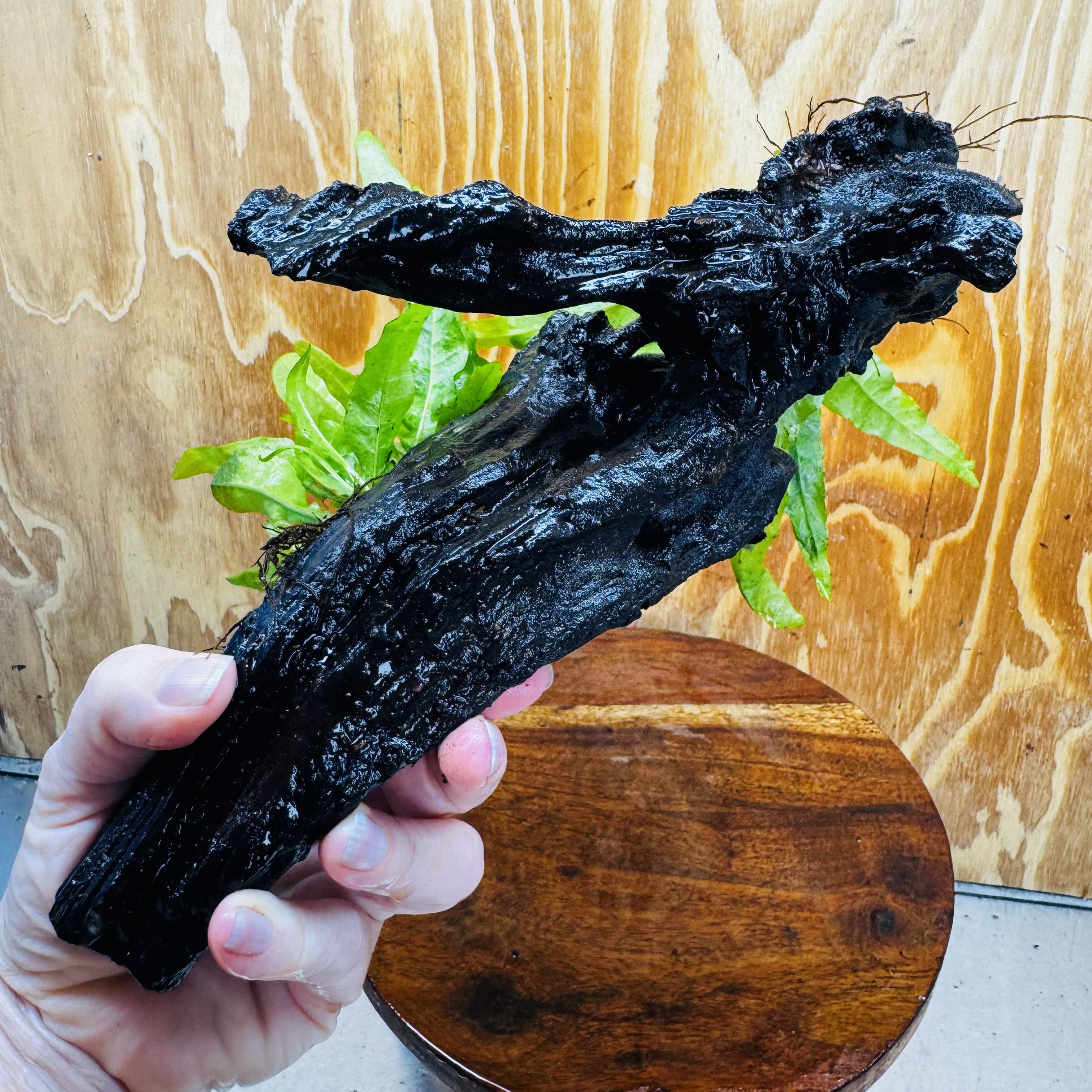 Scapeshop.com.au One Only Double Indo Microsorum (Java Fern) Driftwood Creation - One Only - Flash Double Indo Microsorum (Java Fern) Driftwood Creation - One Only - Flash