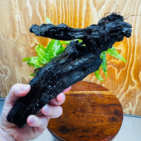 Scapeshop.com.au One Only Double Indo Microsorum (Java Fern) Driftwood Creation - One Only - Flash Double Indo Microsorum (Java Fern) Driftwood Creation - One Only - Flash