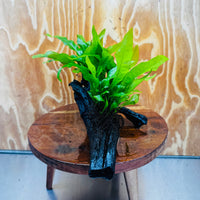 Scapeshop.com.au One Only Double Indo Microsorum (Java Fern) Driftwood Creation - One Only - Flash Double Indo Microsorum (Java Fern) Driftwood Creation - One Only - Flash