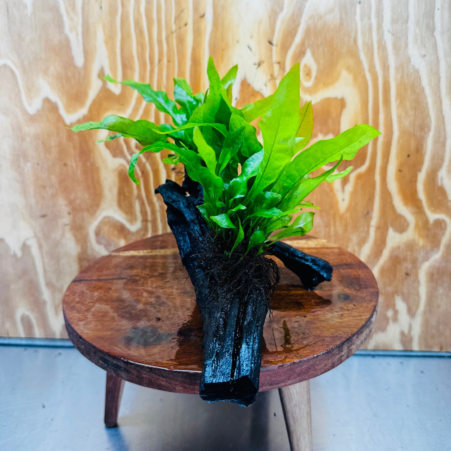 Scapeshop.com.au One Only Double Indo Microsorum (Java Fern) Driftwood Creation - One Only - Flash Double Indo Microsorum (Java Fern) Driftwood Creation - One Only - Flash