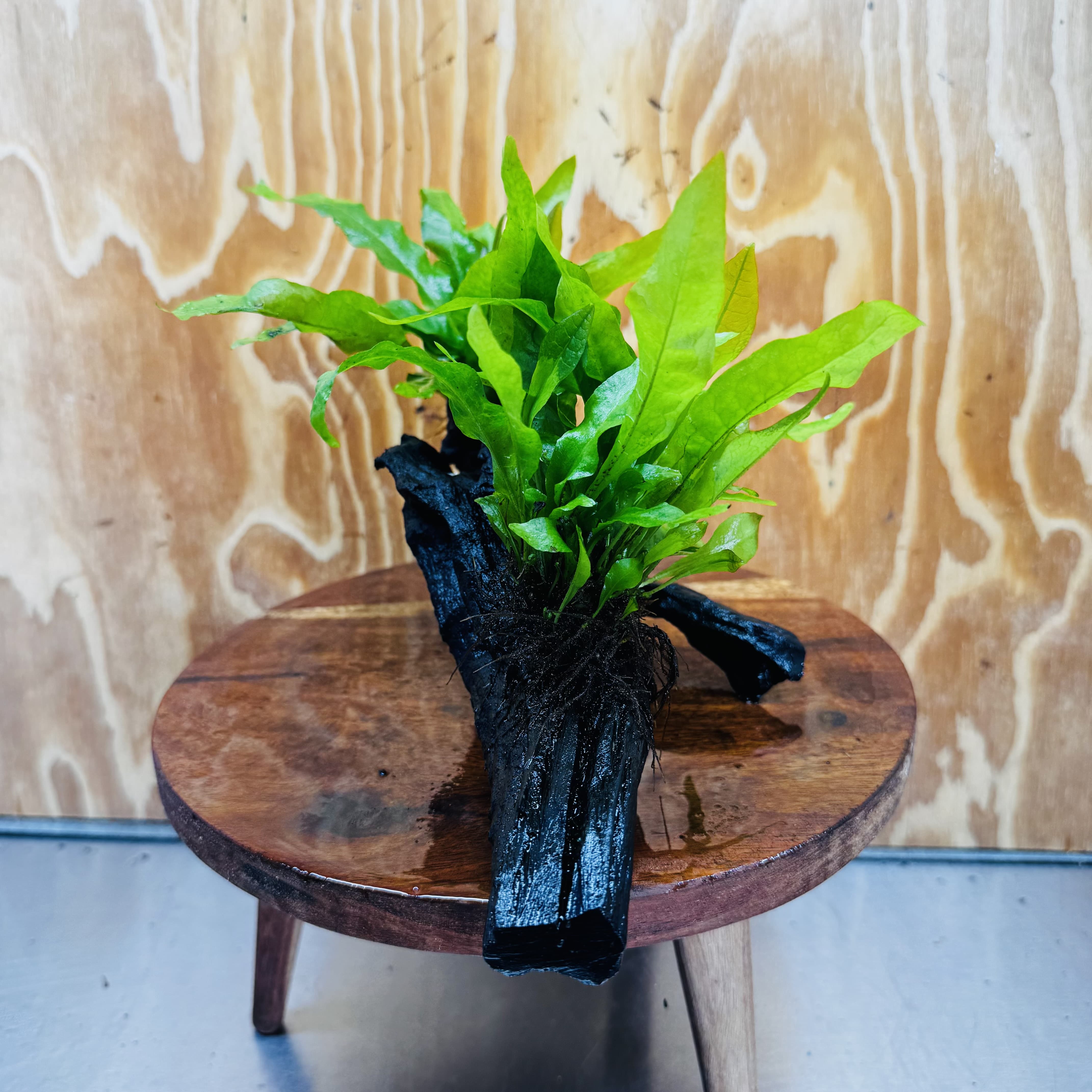 Scapeshop.com.au One Only Double Indo Microsorum (Java Fern) Driftwood Creation - One Only - Flash Double Indo Microsorum (Java Fern) Driftwood Creation - One Only - Flash