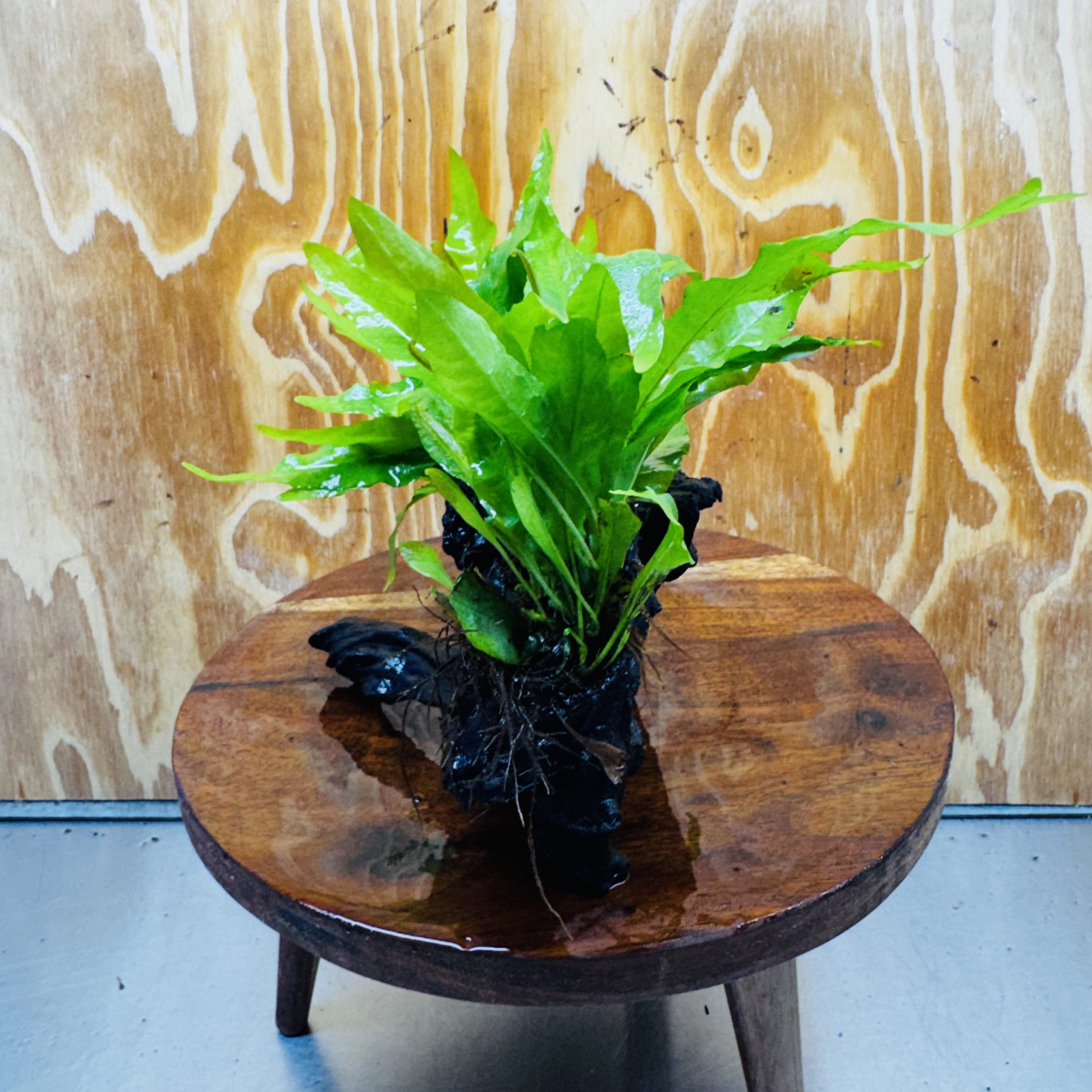 Scapeshop.com.au One Only Double Indo Microsorum (Java Fern) Driftwood Creation - One Only - Flash Double Indo Microsorum (Java Fern) Driftwood Creation - One Only - Flash