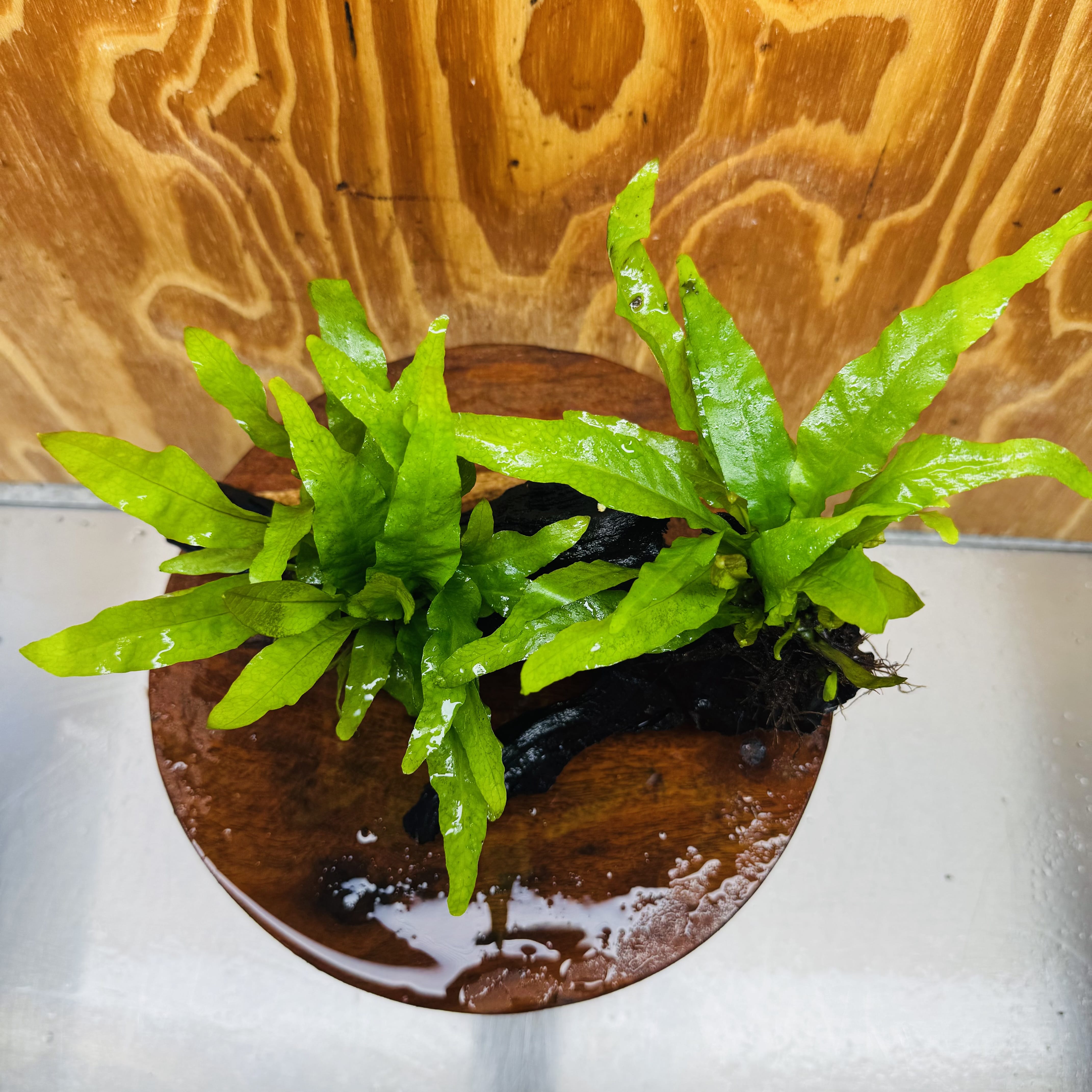 Scapeshop.com.au One Only Double Indo Microsorum (Java Fern) Driftwood Creation - One Only - Flash Double Indo Microsorum (Java Fern) Driftwood Creation - One Only - Flash