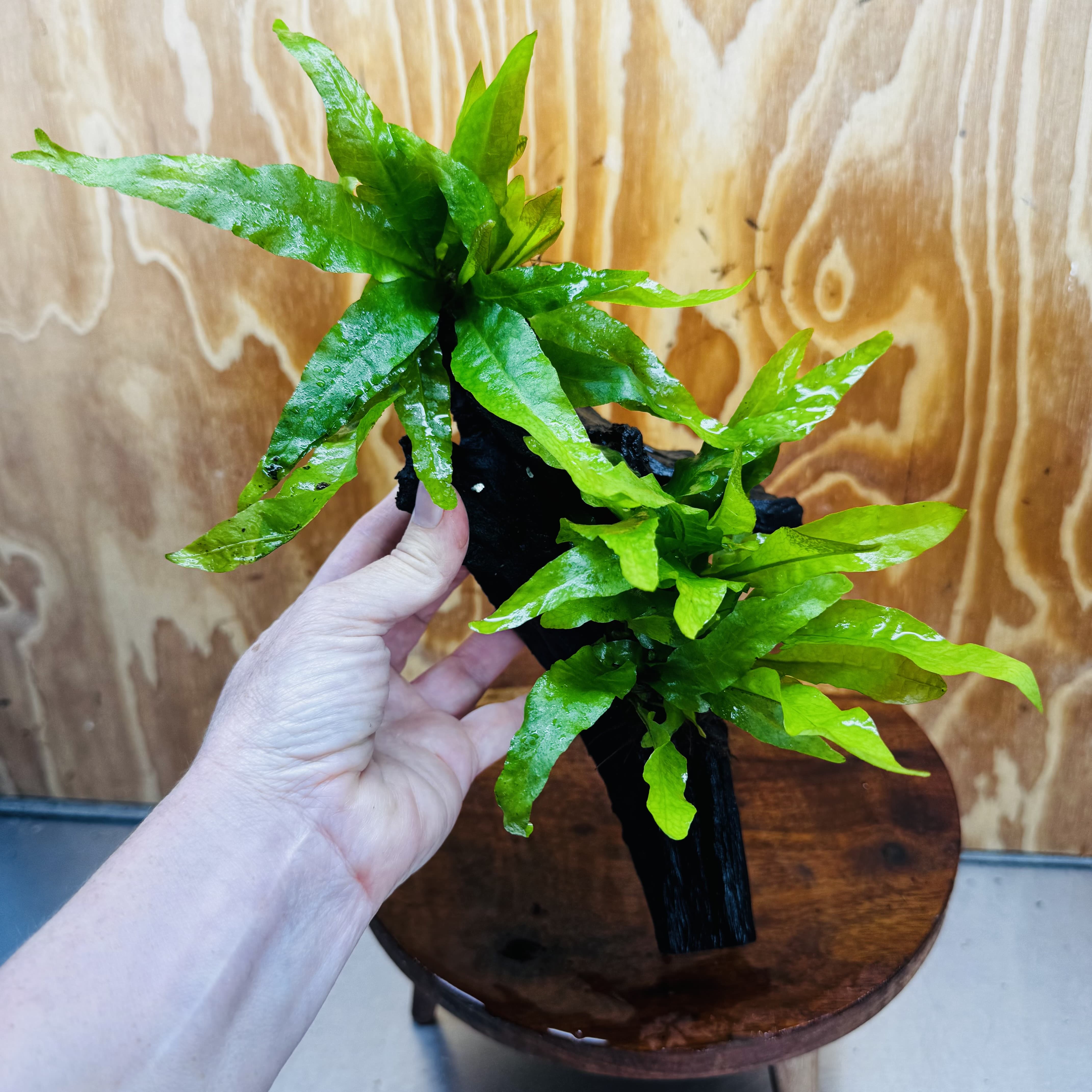 Scapeshop.com.au One Only Double Indo Microsorum (Java Fern) Driftwood Creation - One Only - Flash Double Indo Microsorum (Java Fern) Driftwood Creation - One Only - Flash