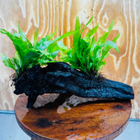 Scapeshop.com.au One Only Double Indo Microsorum (Java Fern) Driftwood Creation - One Only - Flash Double Indo Microsorum (Java Fern) Driftwood Creation - One Only - Flash
