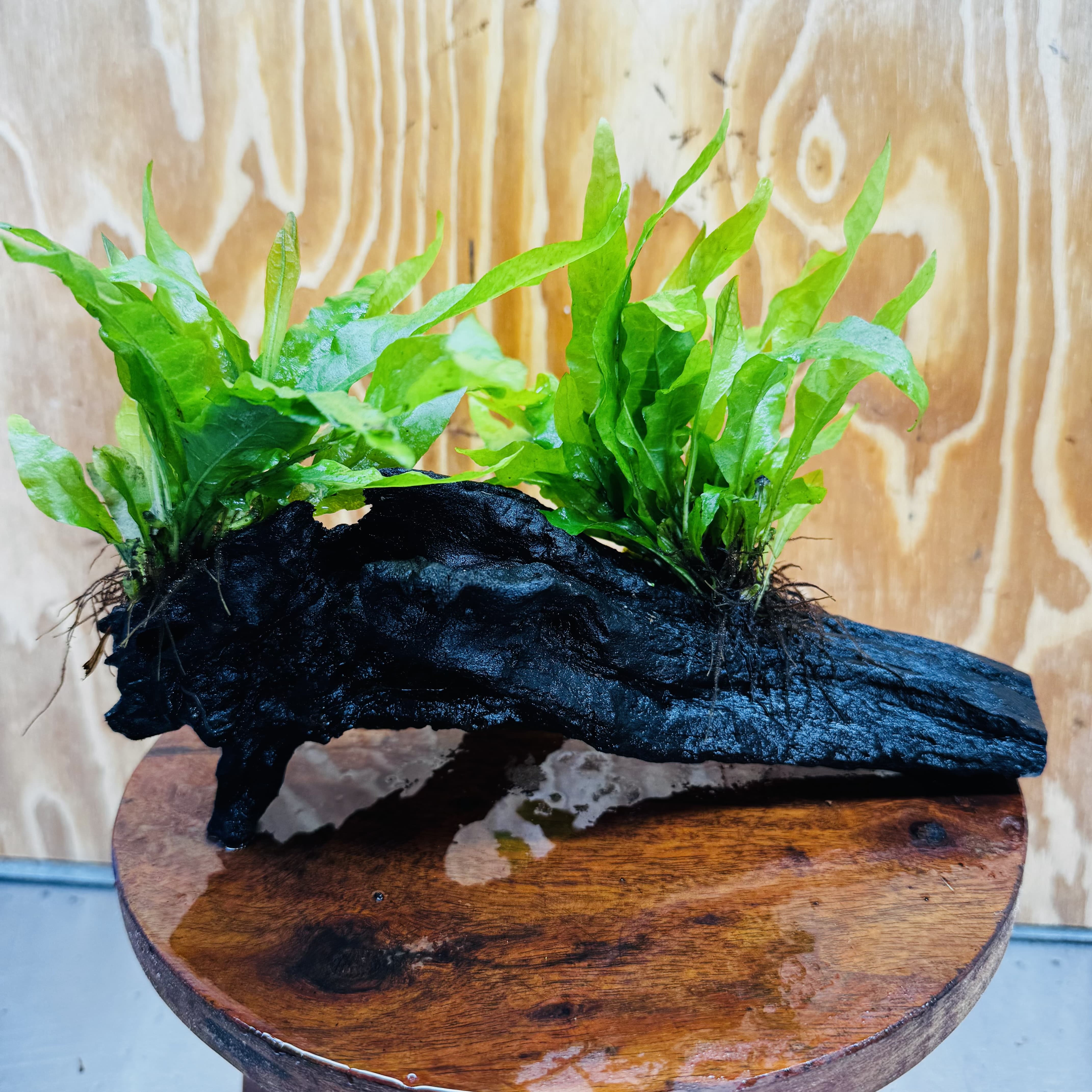 Scapeshop.com.au One Only Double Indo Microsorum (Java Fern) Driftwood Creation - One Only - Flash Double Indo Microsorum (Java Fern) Driftwood Creation - One Only - Flash