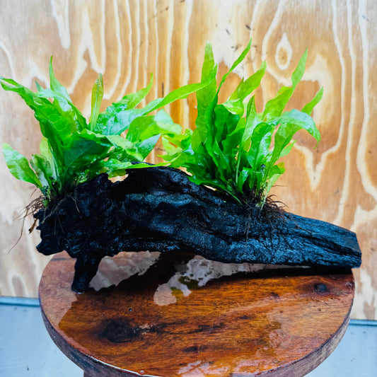 Scapeshop.com.au One Only Double Indo Microsorum (Java Fern) Driftwood Creation - One Only - Flash Double Indo Microsorum (Java Fern) Driftwood Creation - One Only - Flash