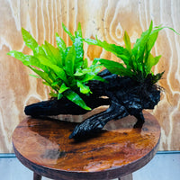 Scapeshop.com.au One Only Double Indo Microsorum (Java Fern) Driftwood Creation - One Only - Flash Double Indo Microsorum (Java Fern) Driftwood Creation - One Only - Flash