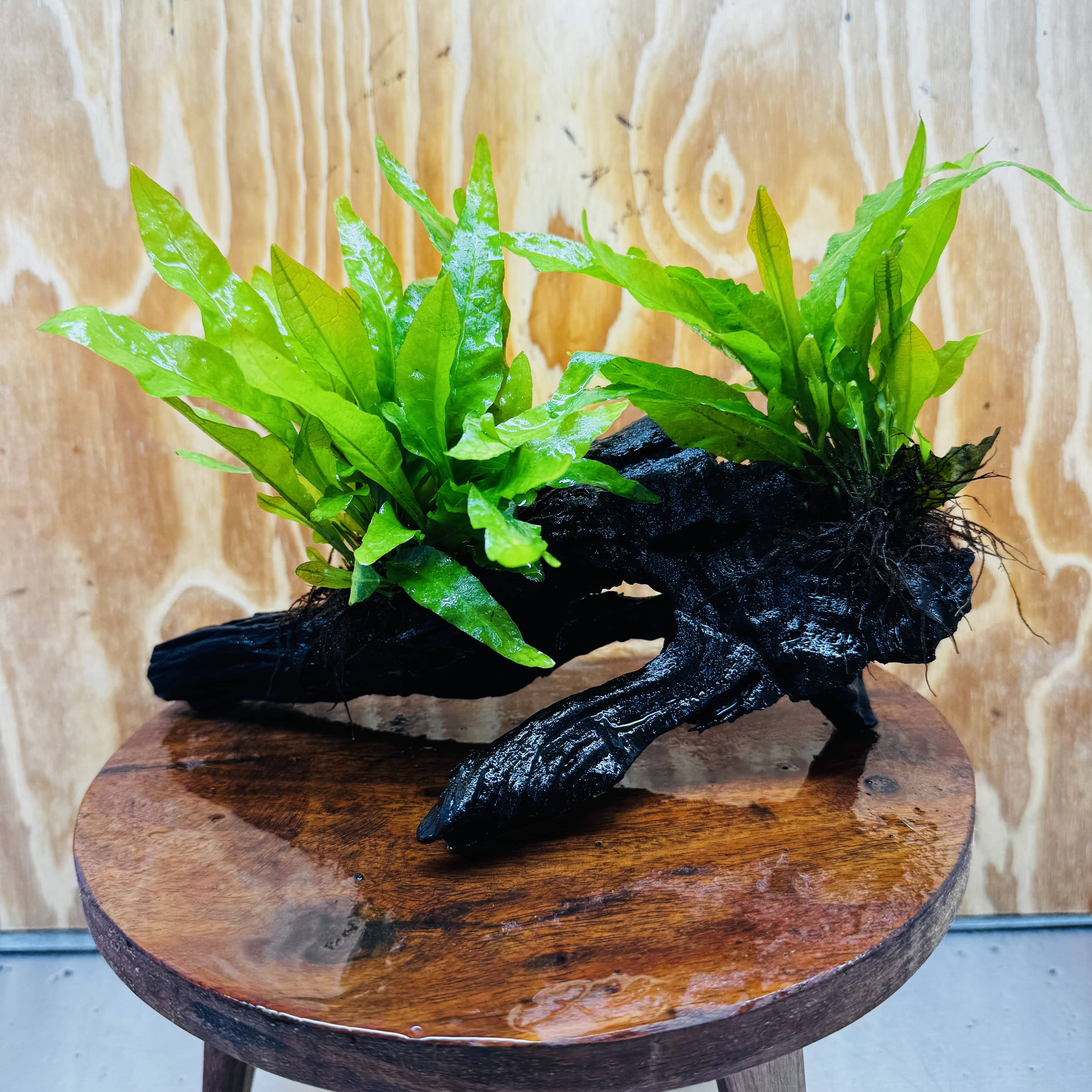 Scapeshop.com.au One Only Double Indo Microsorum (Java Fern) Driftwood Creation - One Only - Flash Double Indo Microsorum (Java Fern) Driftwood Creation - One Only - Flash