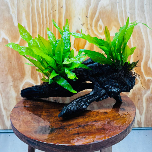 Scapeshop.com.au One Only Double Indo Microsorum (Java Fern) Driftwood Creation - One Only - Flash Double Indo Microsorum (Java Fern) Driftwood Creation - One Only - Flash