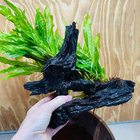 Scapeshop.com.au One Only Double Indo Microsorum (Java Fern) Driftwood Creation - One Only - Tunnel Double Indo Microsorum (Java Fern) Driftwood Creation - One Only - Tunnel