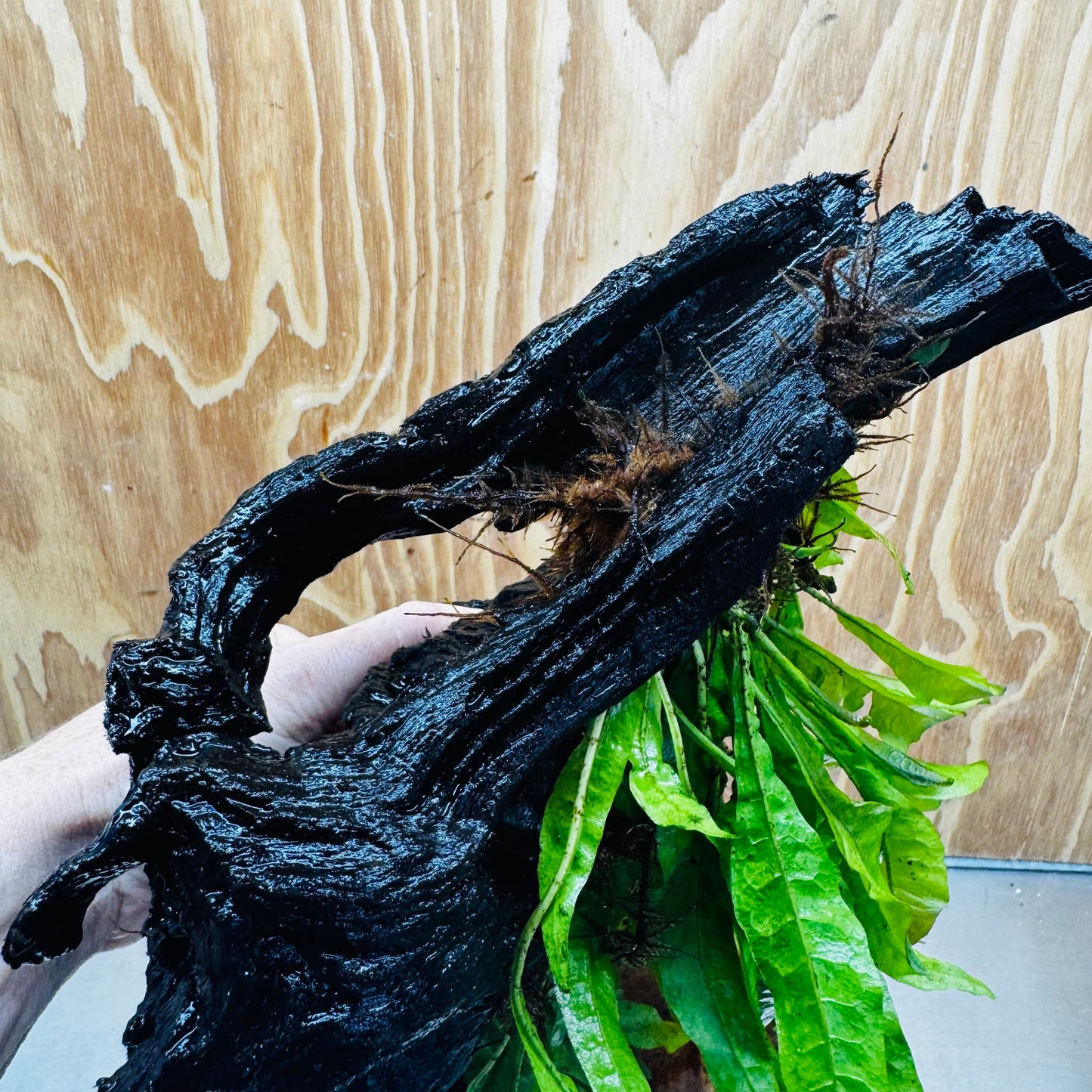 Scapeshop.com.au One Only Double Indo Microsorum (Java Fern) Driftwood Creation - One Only - Tunnel Double Indo Microsorum (Java Fern) Driftwood Creation - One Only - Tunnel