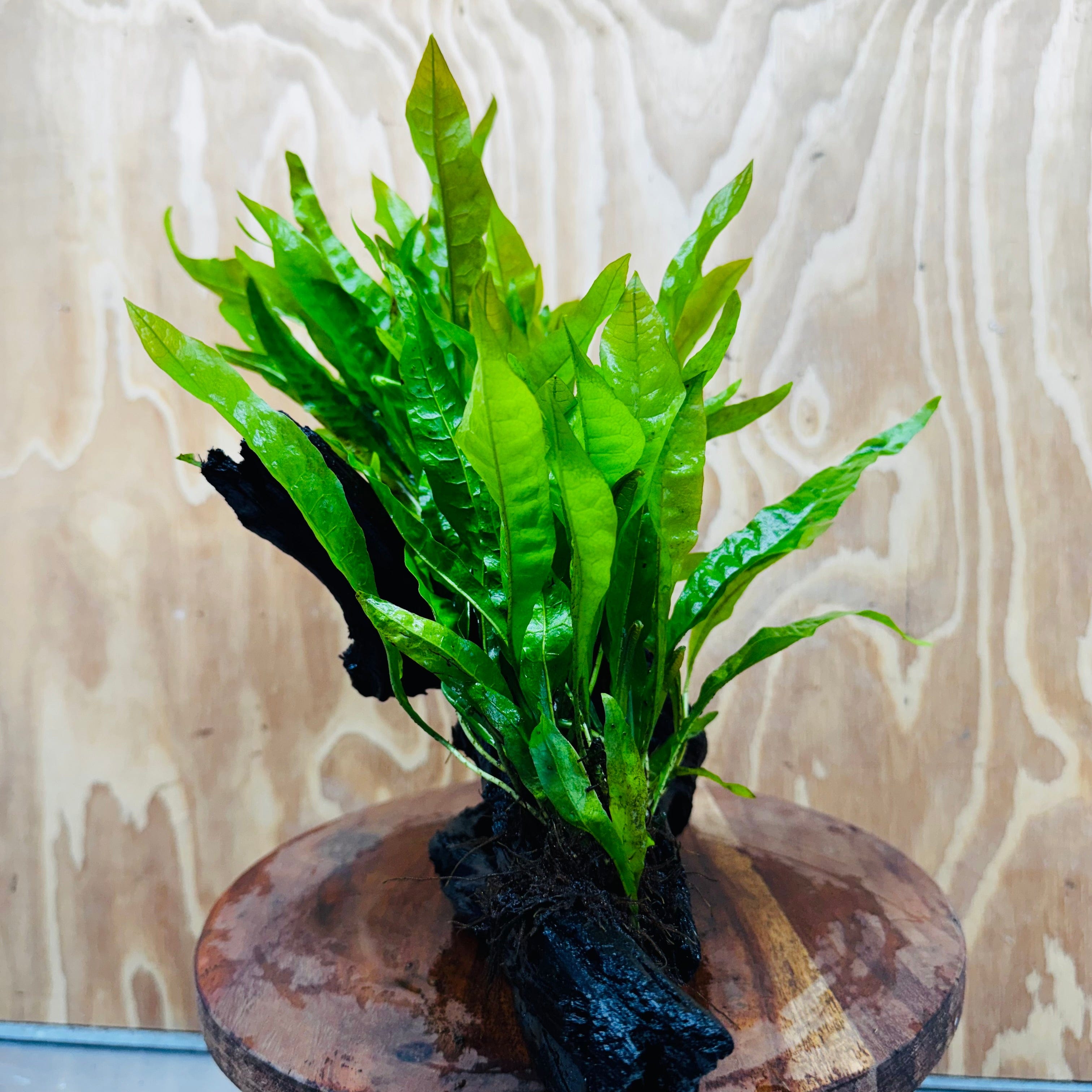 Scapeshop.com.au One Only Double Indo Microsorum (Java Fern) Driftwood Creation - One Only - Tunnel Double Indo Microsorum (Java Fern) Driftwood Creation - One Only - Tunnel