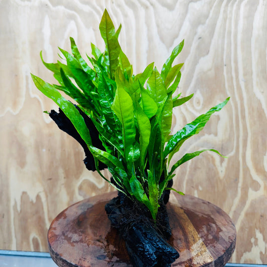 Scapeshop.com.au One Only Double Indo Microsorum (Java Fern) Driftwood Creation - One Only - Tunnel Double Indo Microsorum (Java Fern) Driftwood Creation - One Only - Tunnel