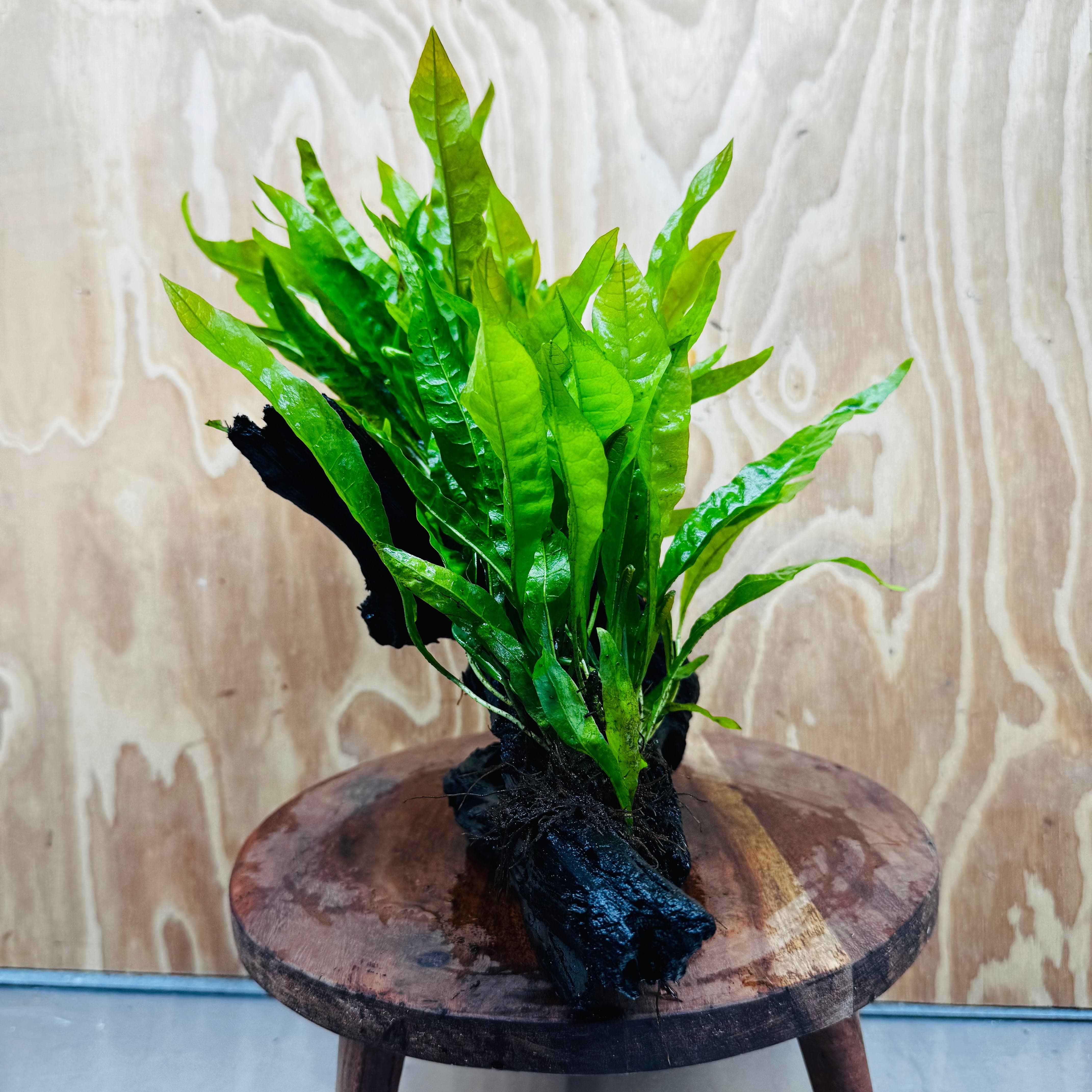 Scapeshop.com.au One Only Double Indo Microsorum (Java Fern) Driftwood Creation - One Only - Tunnel Double Indo Microsorum (Java Fern) Driftwood Creation - One Only - Tunnel