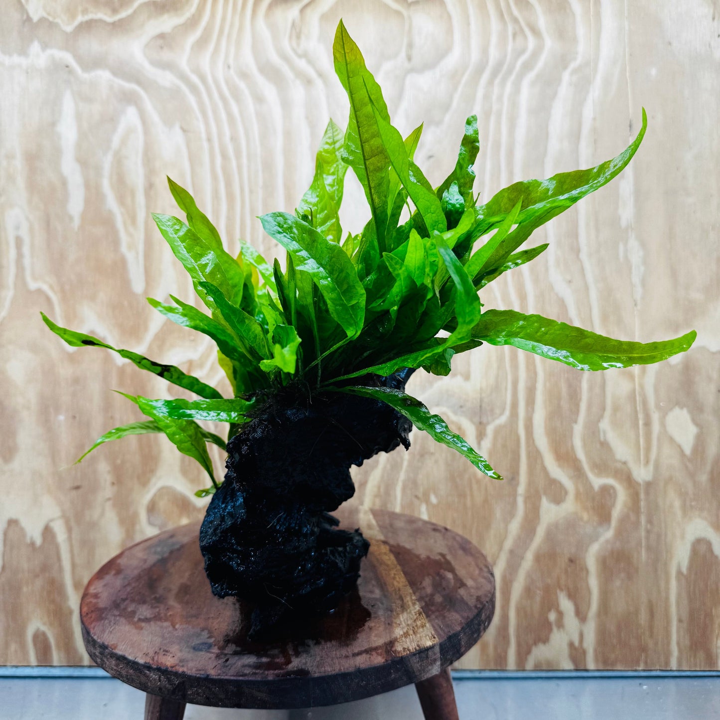 Scapeshop.com.au One Only Double Indo Microsorum (Java Fern) Driftwood Creation - One Only - Tunnel Double Indo Microsorum (Java Fern) Driftwood Creation - One Only - Tunnel