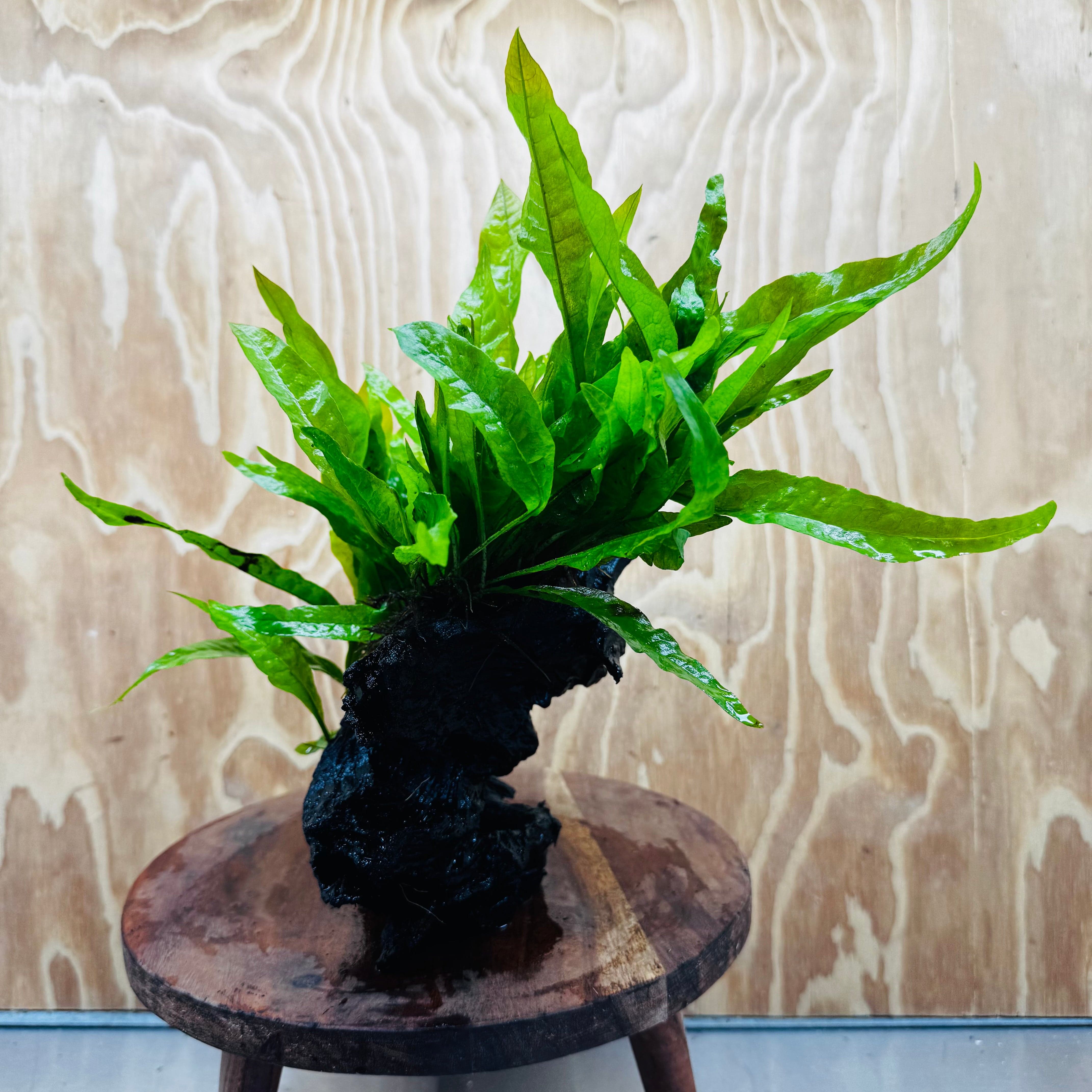 Scapeshop.com.au One Only Double Indo Microsorum (Java Fern) Driftwood Creation - One Only - Tunnel Double Indo Microsorum (Java Fern) Driftwood Creation - One Only - Tunnel