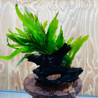 Scapeshop.com.au One Only Double Indo Microsorum (Java Fern) Driftwood Creation - One Only - Tunnel Double Indo Microsorum (Java Fern) Driftwood Creation - One Only - Tunnel