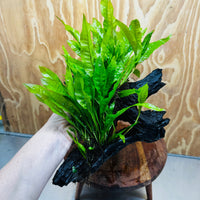Scapeshop.com.au One Only Double Indo Microsorum (Java Fern) Driftwood Creation - One Only - Tunnel Double Indo Microsorum (Java Fern) Driftwood Creation - One Only - Tunnel