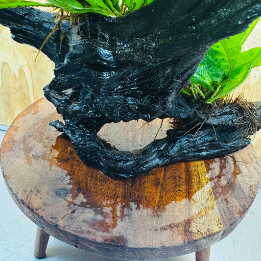 Scapeshop.com.au One Only Double Indo Microsorum (Java Fern) Driftwood Creation - One Only - Tunnel Double Indo Microsorum (Java Fern) Driftwood Creation - One Only - Tunnel