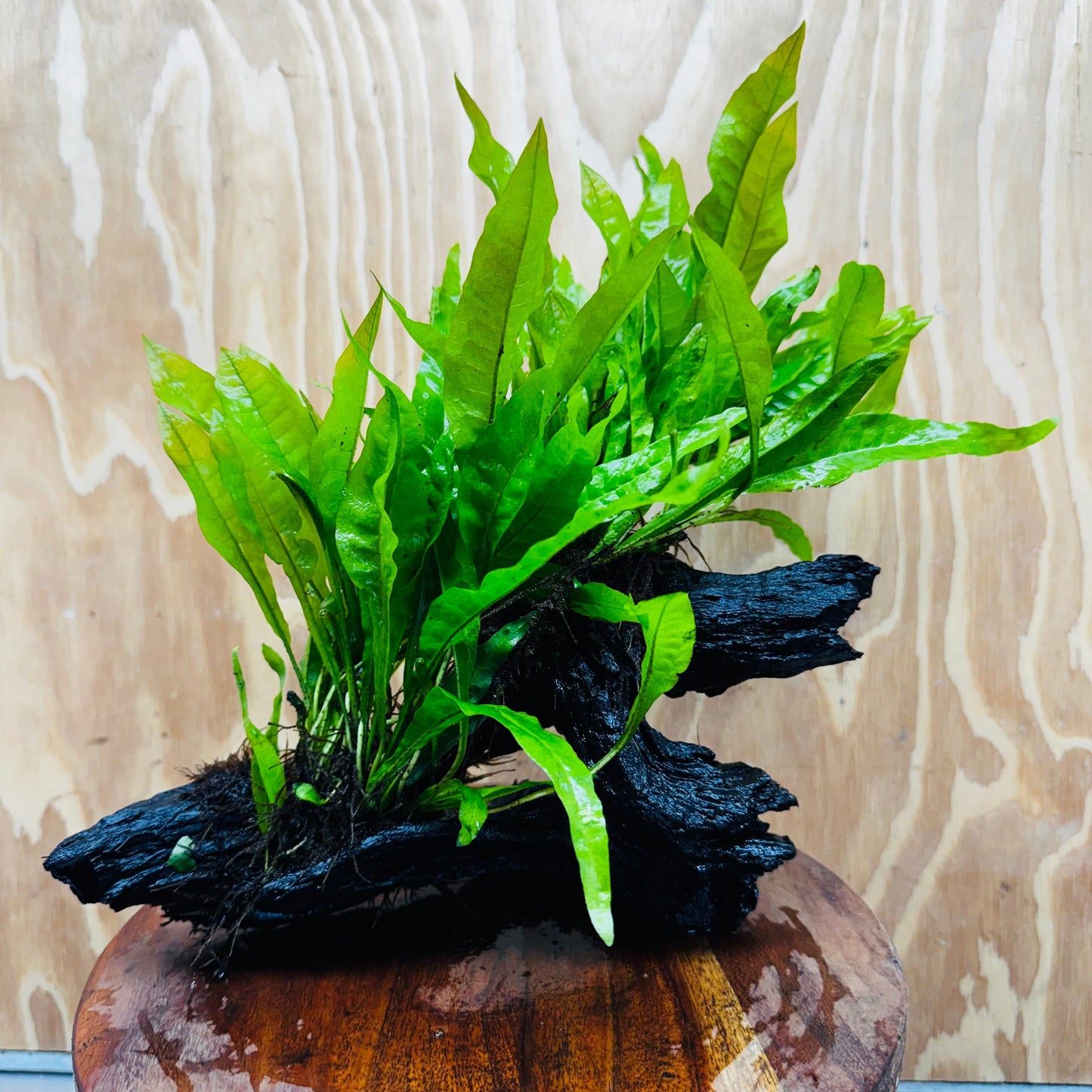 Scapeshop.com.au One Only Double Indo Microsorum (Java Fern) Driftwood Creation - One Only - Tunnel Double Indo Microsorum (Java Fern) Driftwood Creation - One Only - Tunnel