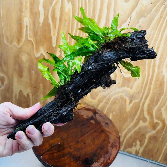 Scapeshop.com.au One Only Double Indo Microsorum (Java Fern) plus Bucephalandra Driftwood Creation - One Only - Inspire Double Indo Microsorum (Java Fern) plus Bucephalandra Driftwood Creation - One Only - Inspire