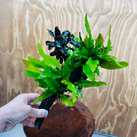 Scapeshop.com.au One Only Double Indo Microsorum (Java Fern) plus Bucephalandra Driftwood Creation - One Only - Inspire Double Indo Microsorum (Java Fern) plus Bucephalandra Driftwood Creation - One Only - Inspire