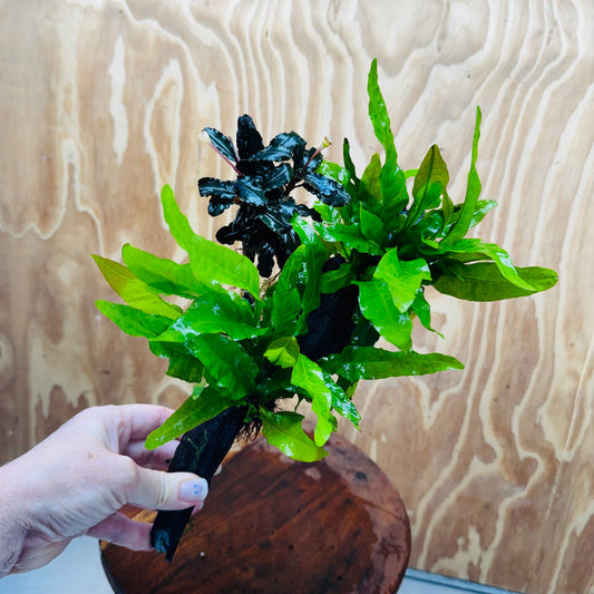 Scapeshop.com.au One Only Double Indo Microsorum (Java Fern) plus Bucephalandra Driftwood Creation - One Only - Inspire Double Indo Microsorum (Java Fern) plus Bucephalandra Driftwood Creation - One Only - Inspire