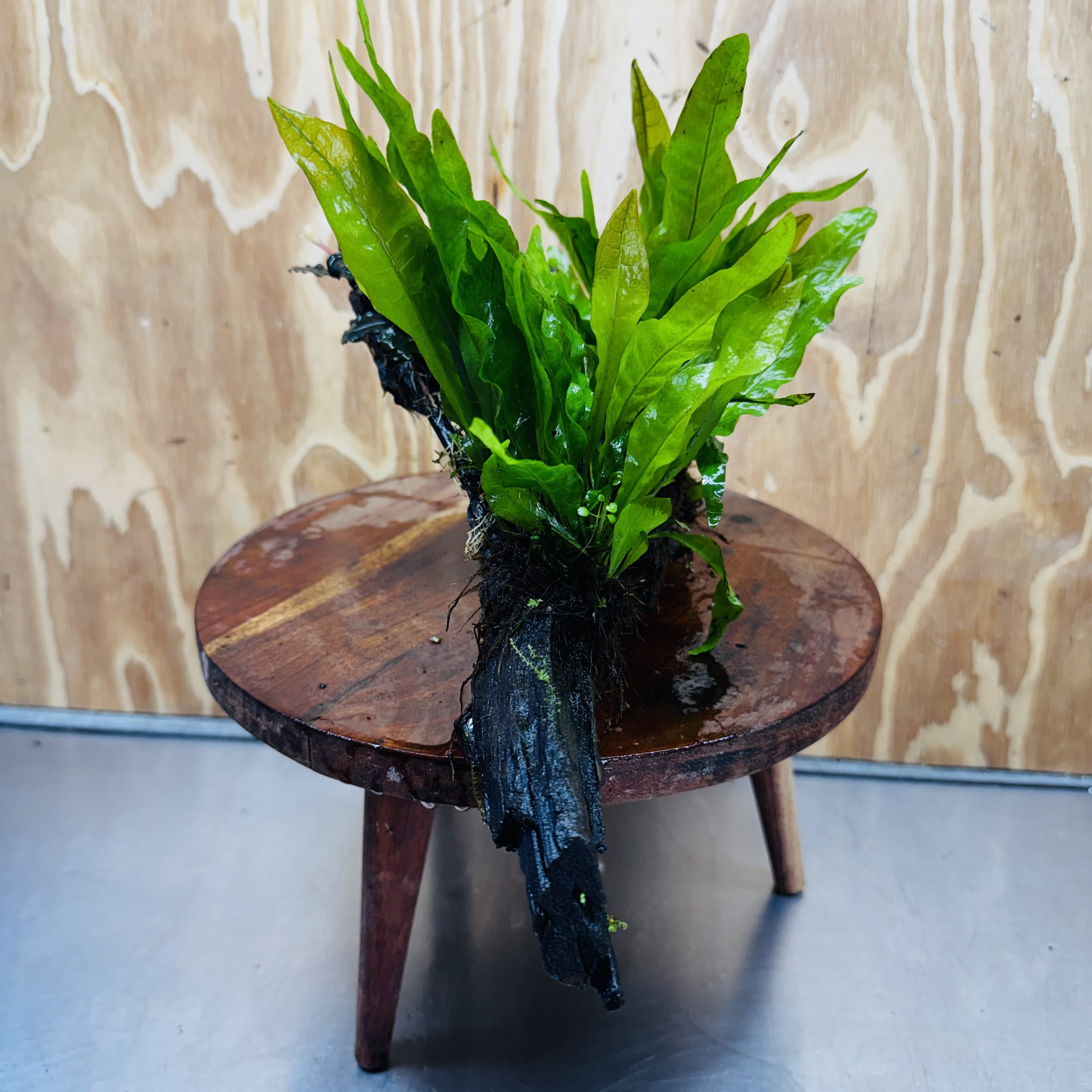 Scapeshop.com.au One Only Double Indo Microsorum (Java Fern) plus Bucephalandra Driftwood Creation - One Only - Inspire Double Indo Microsorum (Java Fern) plus Bucephalandra Driftwood Creation - One Only - Inspire