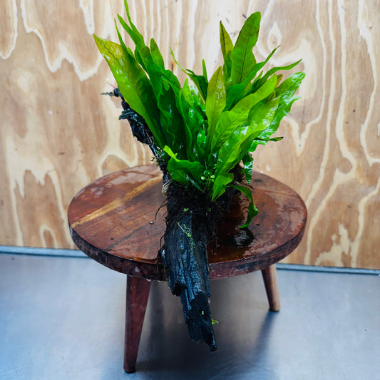 Scapeshop.com.au One Only Double Indo Microsorum (Java Fern) plus Bucephalandra Driftwood Creation - One Only - Inspire Double Indo Microsorum (Java Fern) plus Bucephalandra Driftwood Creation - One Only - Inspire