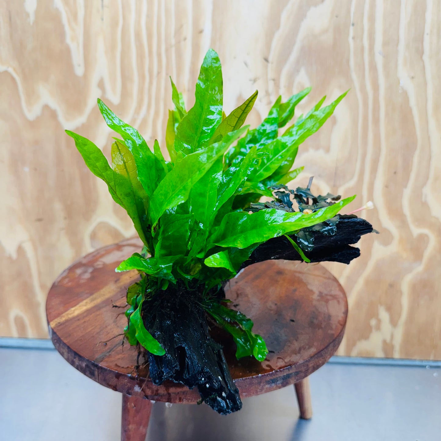 Scapeshop.com.au One Only Double Indo Microsorum (Java Fern) plus Bucephalandra Driftwood Creation - One Only - Inspire Double Indo Microsorum (Java Fern) plus Bucephalandra Driftwood Creation - One Only - Inspire