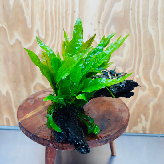 Scapeshop.com.au One Only Double Indo Microsorum (Java Fern) plus Bucephalandra Driftwood Creation - One Only - Inspire Double Indo Microsorum (Java Fern) plus Bucephalandra Driftwood Creation - One Only - Inspire