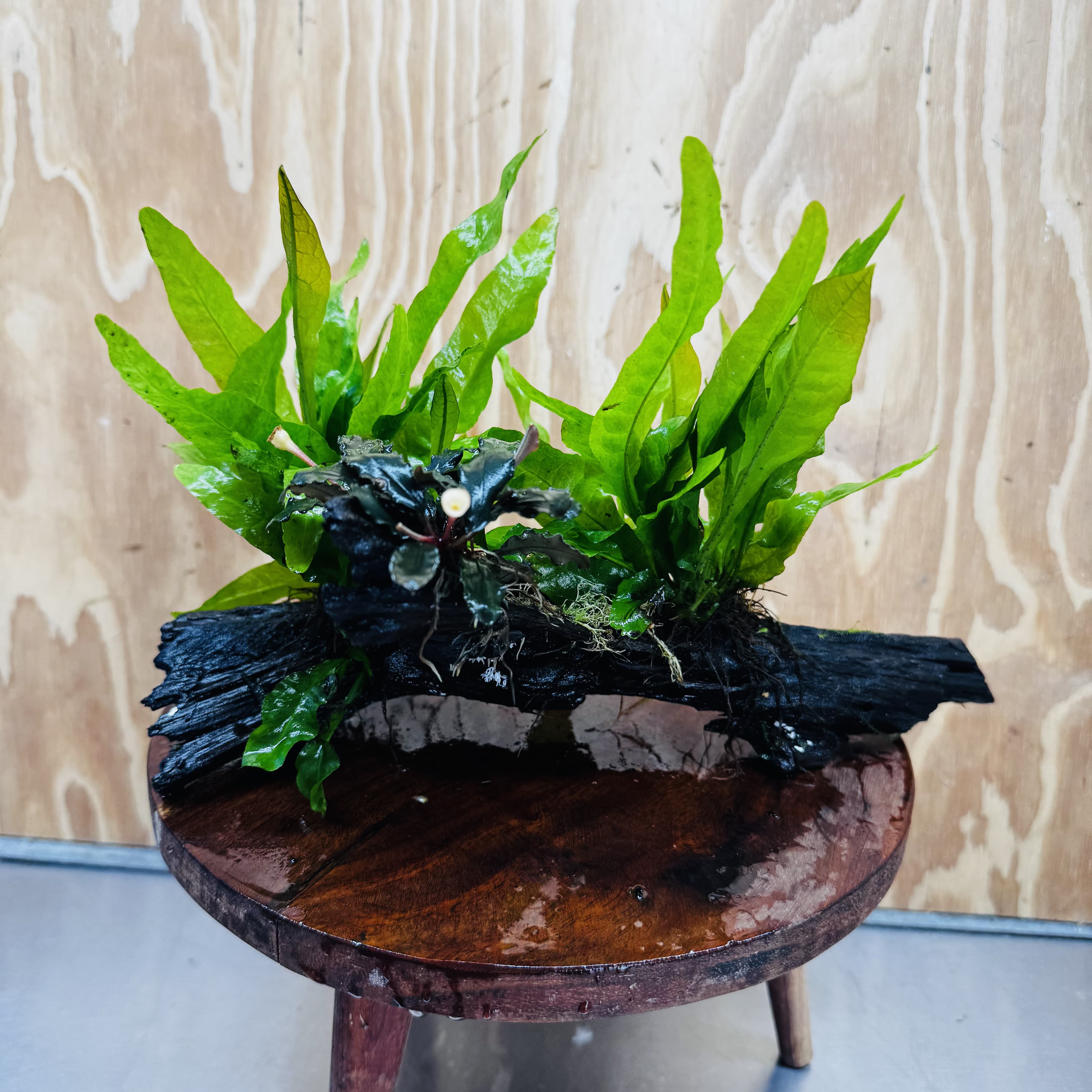 Scapeshop.com.au One Only Double Indo Microsorum (Java Fern) plus Bucephalandra Driftwood Creation - One Only - Inspire Double Indo Microsorum (Java Fern) plus Bucephalandra Driftwood Creation - One Only - Inspire