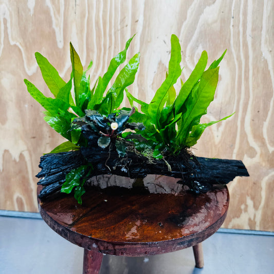 Scapeshop.com.au One Only Double Indo Microsorum (Java Fern) plus Bucephalandra Driftwood Creation - One Only - Inspire Double Indo Microsorum (Java Fern) plus Bucephalandra Driftwood Creation - One Only - Inspire