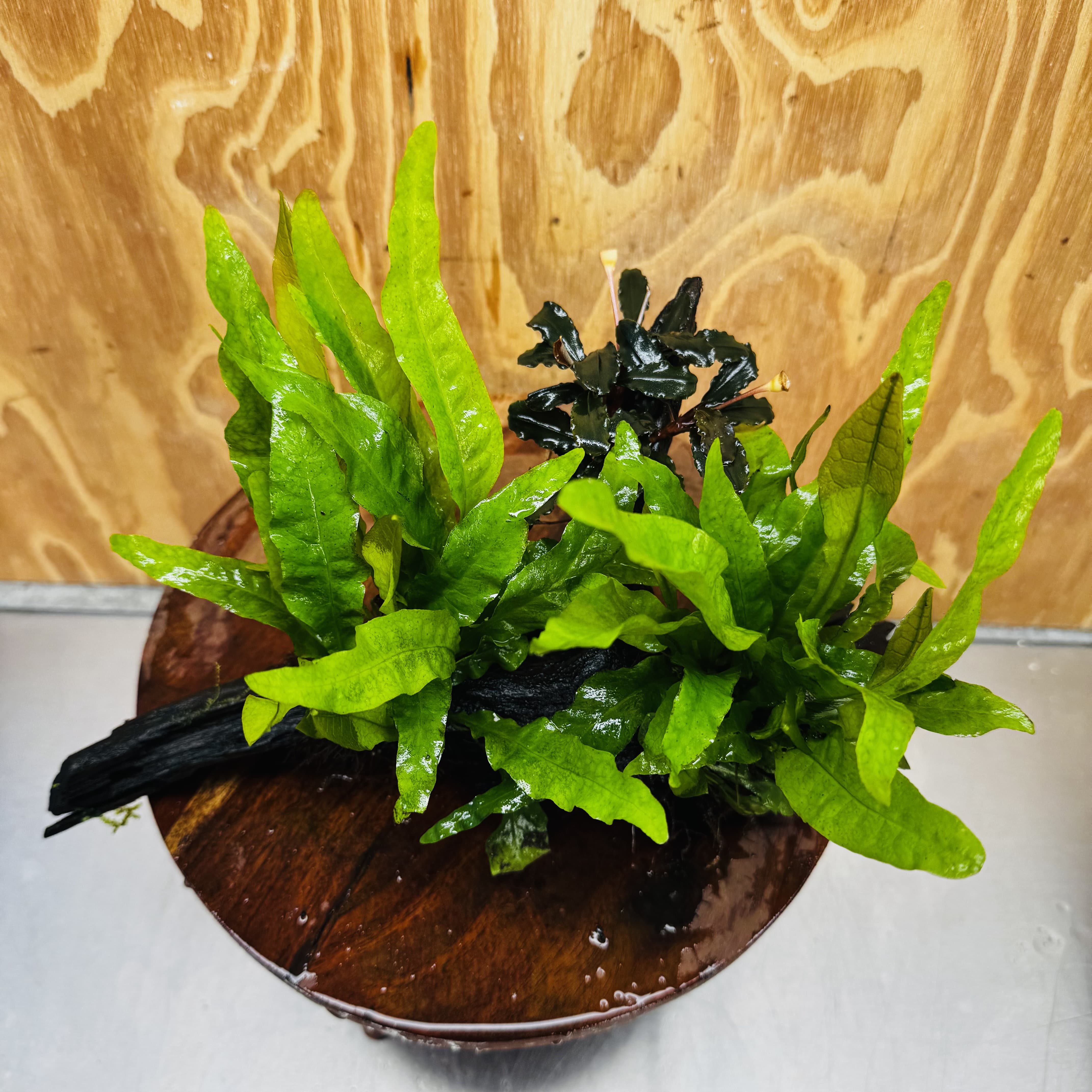 Scapeshop.com.au One Only Double Indo Microsorum (Java Fern) plus Bucephalandra Driftwood Creation - One Only - Inspire Double Indo Microsorum (Java Fern) plus Bucephalandra Driftwood Creation - One Only - Inspire